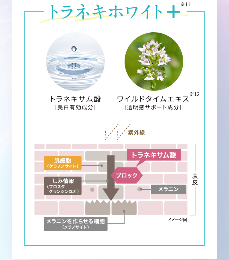 トラネキホワイト※11+ トラネキサム酸[美白有効成分] ワイルドタイムエキス※12[透明感サポート成分