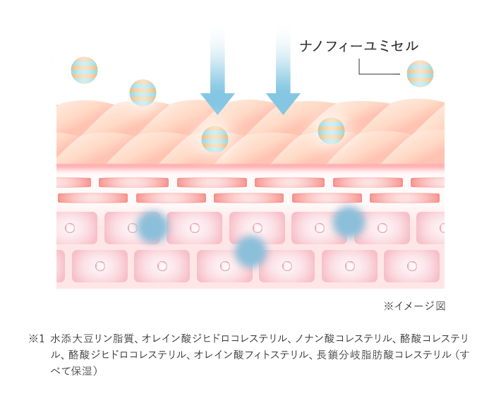 イメージ図 ※1 水添大豆リン脂質、オレイン酸ジヒドロコレステリル、ノナン酸コレステリル、酪酸コレステリル、酪酸ジヒドロコレステリル、オレイン酸フィトステリル、長鎖分岐脂肪酸コレステリル（すべて保湿）