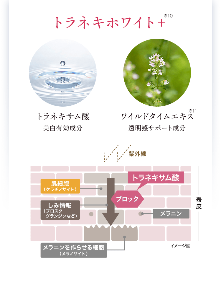 トラネキホワイト+ トラネキサム酸:美白有効成分 ワイルドタイムエキス:透明感サポート成分