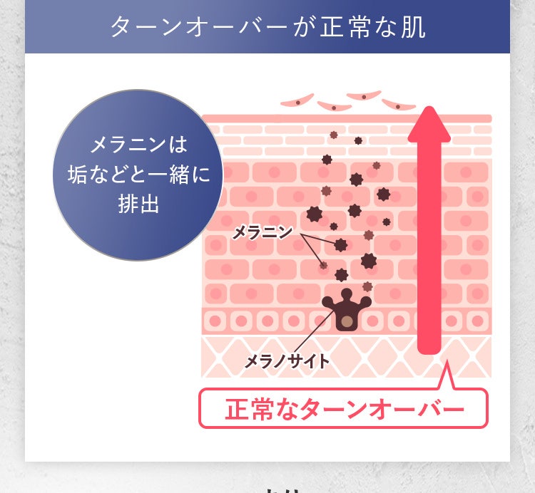 ターンオーバーが正常な肌 メラニンは垢などと一緒に排出